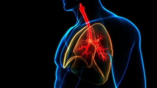 Human Respiratory System Lungs Anatomy Animation Concept