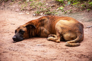 stray dog, sad and hungry