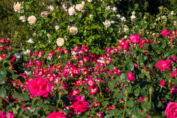 red and white tulips