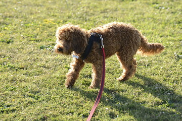 Red cockapoo puppy walking on grass in sunshine