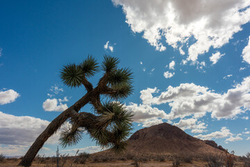 Joshua Tree with clouds and mountains in the background