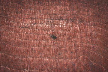 Fototapeta premium Graphic resource painted wood texture detail with fly