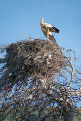 Close-up shot of White Stork (Cinocia Ciconia) in its nest