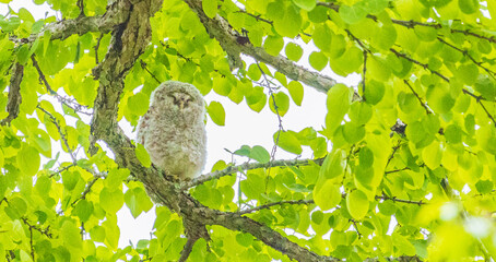 エゾフクロウ　幼鳥
