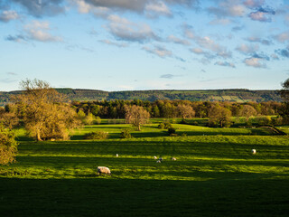 Fototapeta premium Golden Hour and the long shadows lie on lush green meadows, and sheep are contentedly dozing after a long day. Farnley. North Yorkshire