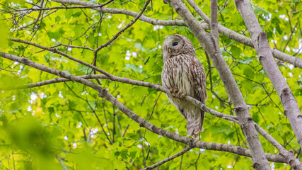 野生のエゾフクロウ　北海道