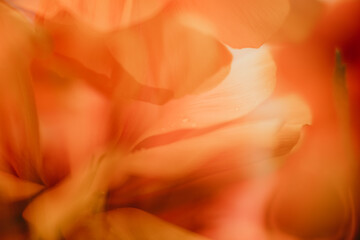 Spring Flowers