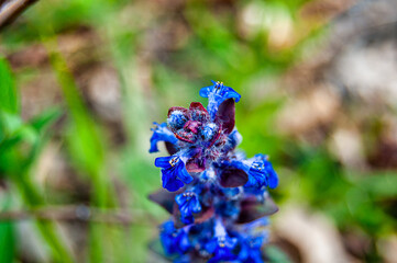 Fiore blu
