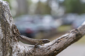 sand lizard