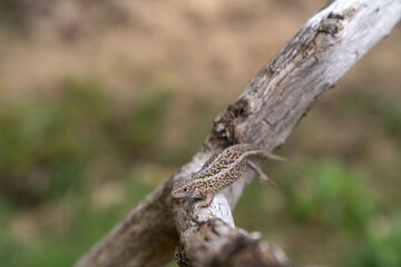 sand lizard