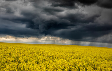Obraz premium dramatic stormy sky over rapeseed flower field