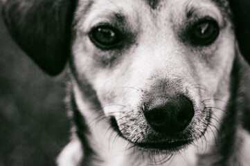 Cane 
