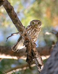 Close-up shot of  Little Owl (Athene noctua) perching on a tree