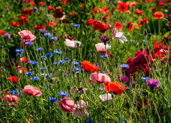 Blooming wild flowers on the meadow at summertime