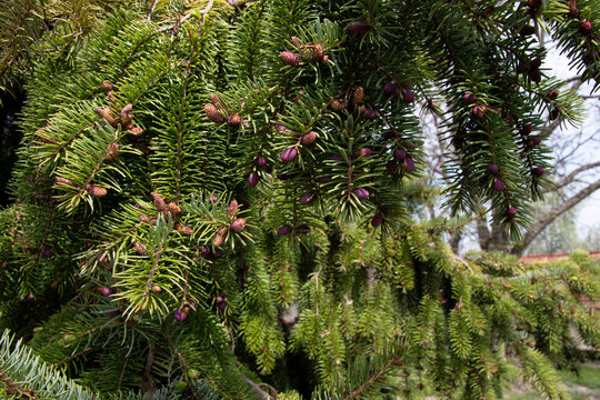 Sitka Spruce Tree Spring Background