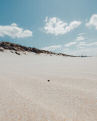 Bug walking on the sand on a clean white beach with dunes and a blue sky