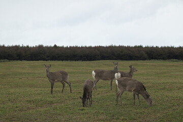 うま, 動物, 草, ファーム, うま, 野原, 牧草, 自然, 緑, 子馬, 動物, 放牧, 牧草地, 哺乳動物, 25ポンド, 空, 茶色, 風景, シカ, 雌馬, あつめる, ルーラル, サマータイム, 農学, ウィルト