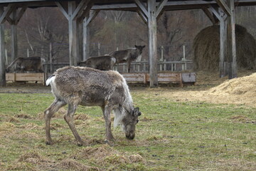 動物, ゾウ, 自然, 野生生物, 哺乳動物, うま, ウィルト, サイ, 赤ちゃん, サファリ, 草, 風景, ケニア, 放牧, サイ, 動物, 大きい, ヌー, お母さん, ゾウ, 牛, 野原, zoo,トナカイ