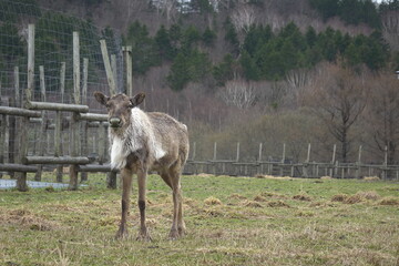 動物, ゾウ, 自然, 野生生物, 哺乳動物, うま, ウィルト, サイ, 赤ちゃん, サファリ, 草, 風景, ケニア, 放牧, 大きい, ヌー, お母さん, 牛, 野原, zoo, トナカイ