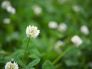 クローバーの野原