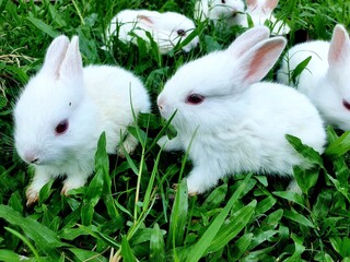 Fototapeta premium white rabbit on grass