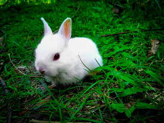 white rabbit on grass