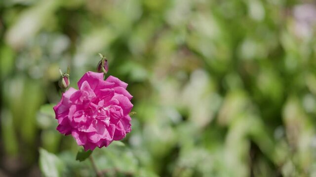 pink damask rose in the garden