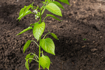 Pepper seedlings are transplanted into open ground in spring or summer. Pepper seedlings were transplanted into the soil in a greenhouse. Growing vegetables in the garden. Home hobby