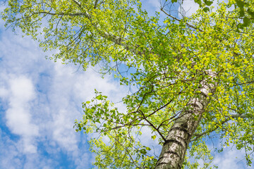 Young green leaves of poplar on a background of blue sky. Tall poplar with young foliage against the sky with clouds