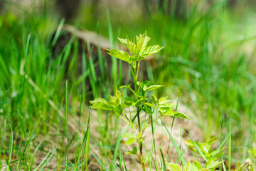 Shoots of a young Siberian maple on the background of a stump in green grass in the forest