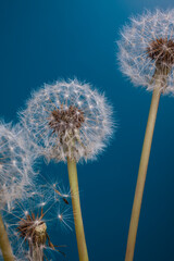 Close up of dandelions on blue background