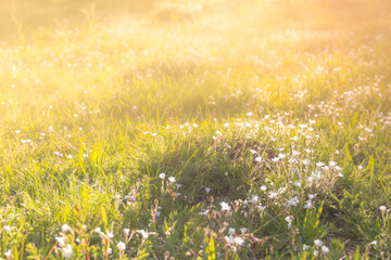 Fototapeta premium Summer meadow, green grass field in warm sunlight, nature background concept, soft focus, warm pastel tones