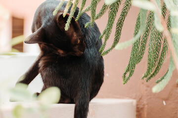 Closeup shot of a black kitten licking it paw