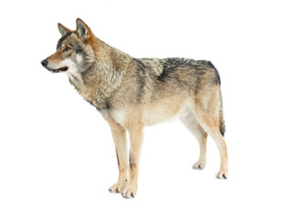 Gray wolf isolated on white background