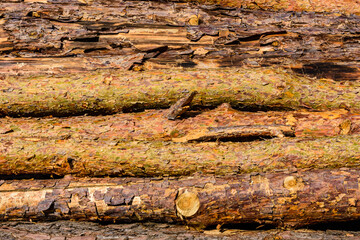 Background of the many tree logs. Wooden pattern