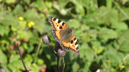 Butterfly on a flower