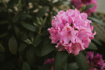 Macro vibrant flower