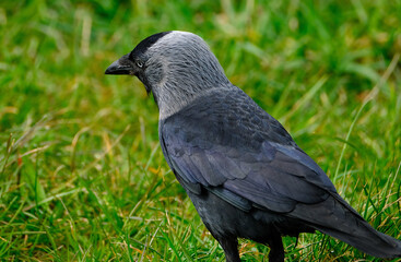 The western jackdaw, also known as the Eurasian jackdaw, the European jackdaw, or simply the jackdaw, is a passerine bird in the crow family. Found across Europe, western Asia and North Africa.