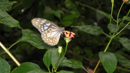 Butterfly on a flower in Thailand