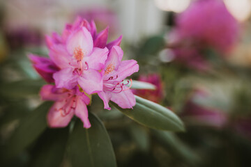 Macro vibrant flower