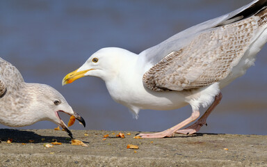 The European herring gull is a large gull, up to 66 cm long. One of the best-known of all gulls...