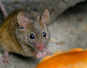 The house mouse is a small mammal of the order Rodentia, characteristically having a pointed snout, large rounded ears, and a long and hairy tail. It is one of the most abundant species of the genus M