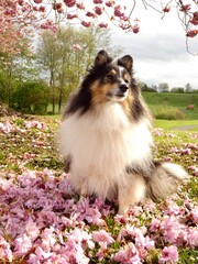 Sheltie in Blossom 