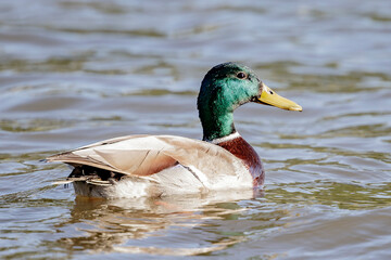 Ente im Wasser