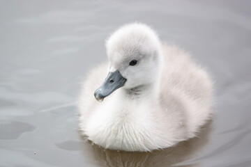 Schwanenkinder / Swan children