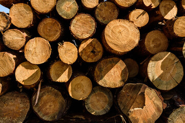 Background of the many tree logs. Wooden pattern