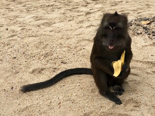 Monkey stole a banana in the Philippines
