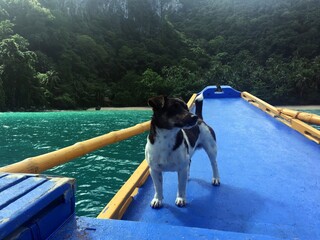 Dog on a boat in the Philippines