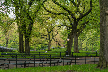 Central Park blooming in early spring, city park benches