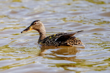 Ente im Wasser